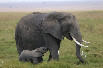 Obraz na płótnie Canvas A closup of a mother elephant nursing her young.