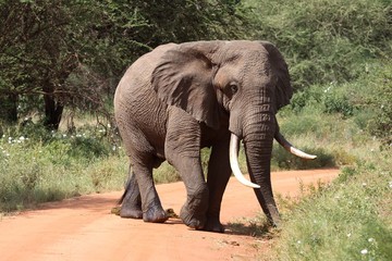 A huge male elephant standing on a road completely blocking it