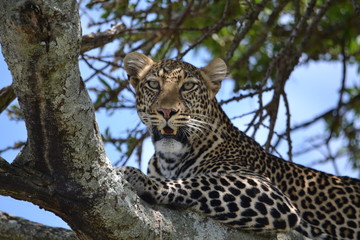 A leopard with mouth open under a shade of acacia.