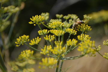 yellow flowers with bee