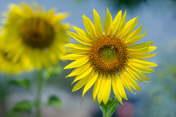 Obraz premium Beautiful yellow sunflower in the farm background