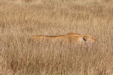 A lion female streamlined body well hidden in the grass.