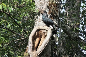 A male hornbill watches over an imprisoned female inside a nest of mud with a slight opening © naturespy