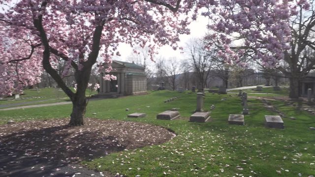 4K: Panning around a beautiful magnolia tree with big pink flowers blossoming in an old cemetery on a beautiful day
