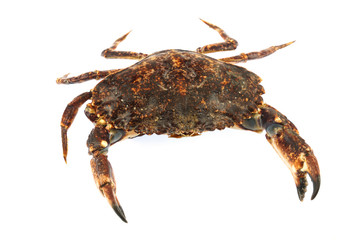 live crab isolated on white background