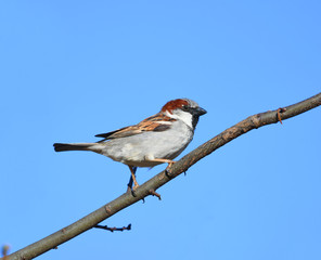 sparrow bird standing on branch in spring