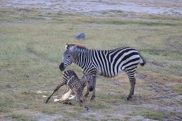  A newly born zebra baby tries to stand up for the first time.
