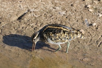 A painted snipe bird with his beak in the water.