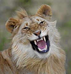 A perfect clear head of a young male lion with brown shot manes.
