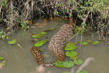  A python inside water but with stoach out of water.