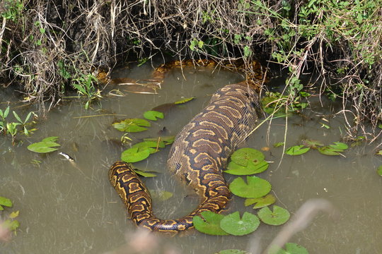  A python inside water but with stoach out of water.