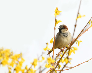 sparrow bird on the tree branch in spring