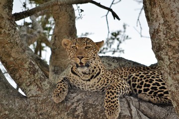 A shot of a relaxed leopard comfortably sitting on a branch.