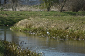 Graureier beim fischen