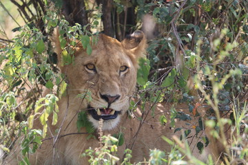 A smiling face of a juvenile lion.