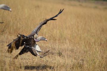 : A vulture extends her claws as he lands on a kill.