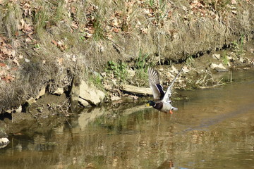 Stockente bei Start- Lade- Man&ouml;ver