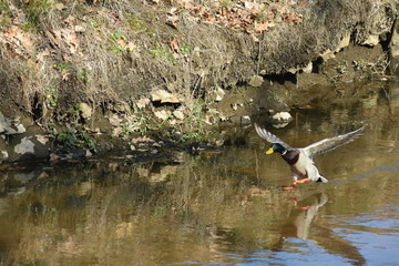 Stockente bei Start- Lade- Man&ouml;ver