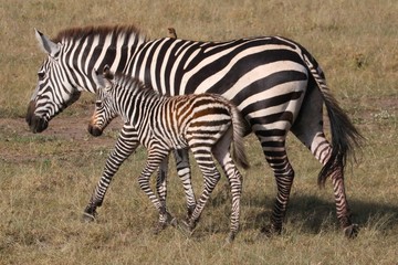 A zebra mother walks with her baby on her side