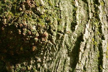 tree bark texture