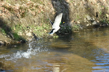 Stockente bei Start- Lade- Man&ouml;ver