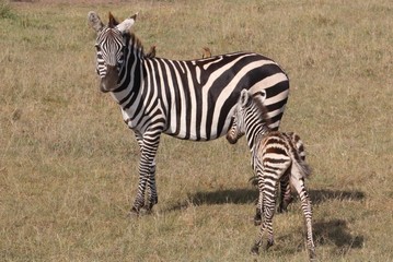 Fototapeta na wymiar A zebra poses with her baby on her side.