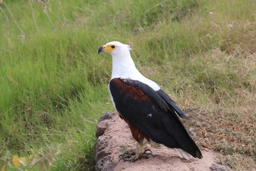 An african fish eagle side view.