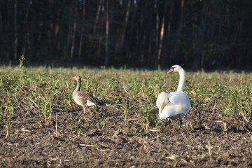 Wildgans ignoriert den Schwan