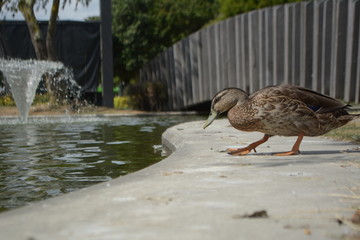 duck on the water