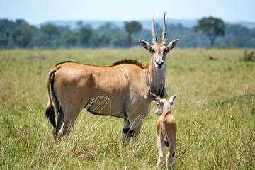 Naklejka na ściany i meble An eland with a young baby in the plains of mara