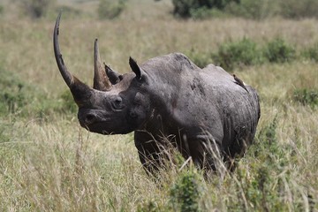 Obraz premium Black rhino facing the camera.j