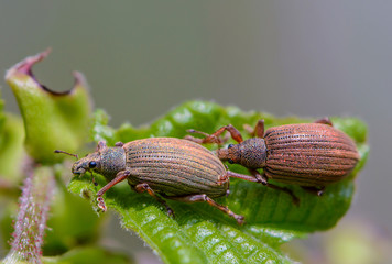Beetles are going to mate on leaves of hazel