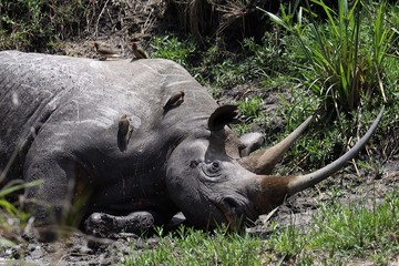  Black rhino lying dead in a small valley
