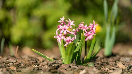 Fotobehang Krokus wiosna w ogrodzie  © Franciszek