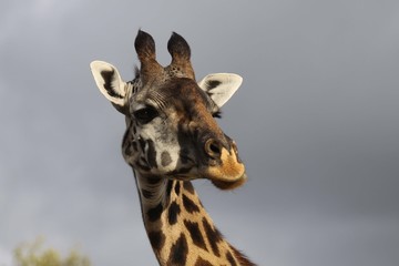 Fototapeta premium close up of the head of a giraffe showing a swollen chick