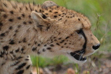 Close up of the head of a cheetah in a hunting pose