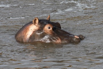 close up of the head of a hippo partialy out of water.
