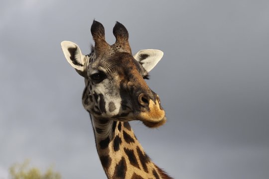 close up of the head of a giraffe showing a swollen chick