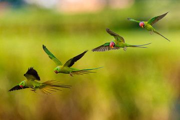 Flying Parrots