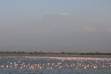 Original name(s): flamingos in a shallow lake in amboseli.