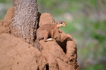  Ground squirel sitting on an anthil