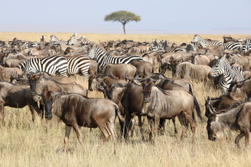 group of wildebeests with acacia tree in the background.