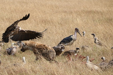 Hyena and vultures eating carrion together