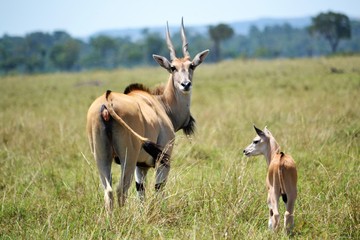 Largest african antelop with a baby