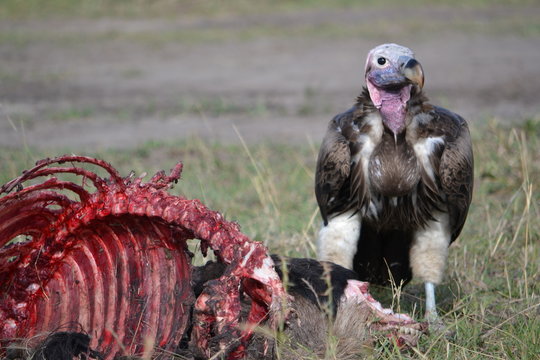 Lappet Faced Vulture Guarding His Kill.