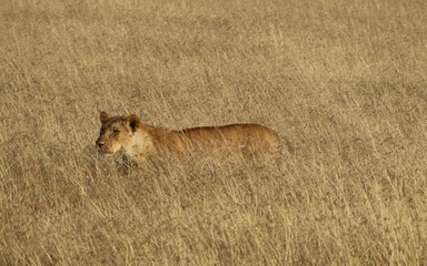 lioness walking in the middle of tall grass