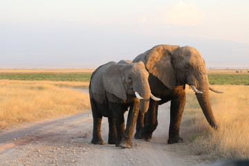 Naklejka na ściany i meble male and female elephants block a road in the park.
