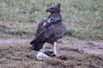 Martial eagle looking sideways with her hooks on a rabbit on the ground.