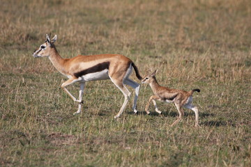 Naklejka na ściany i meble Mother thompson gazelle leading a small baby.