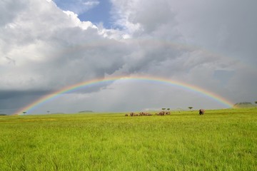 Nature scene of elephants and a rainbow in the background.